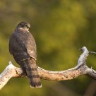 Eurasian Sparrowhawk